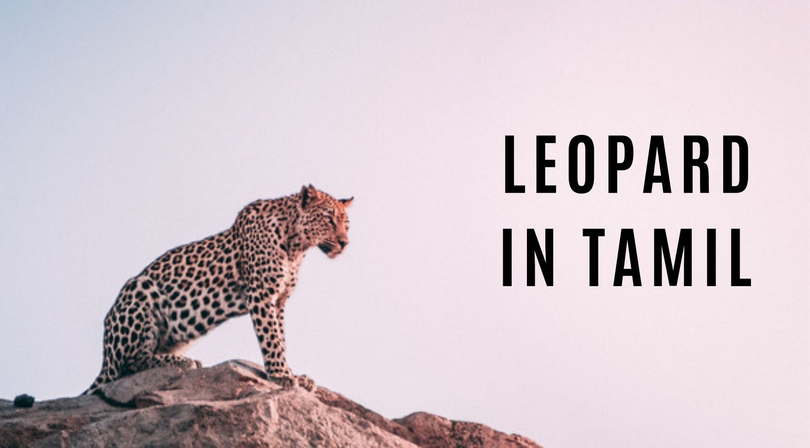 Leopard in Tamil